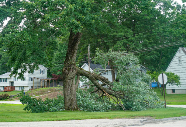 Best Root Management and Removal  in Bull Run Mountain Estates, VA