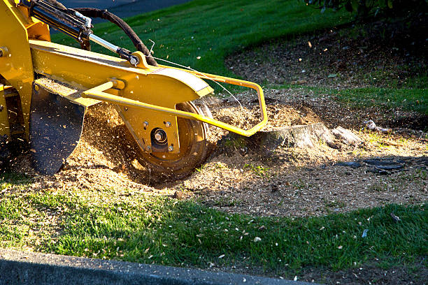 Best Tree and Shrub Care  in Bull Run Mountain Estates, VA